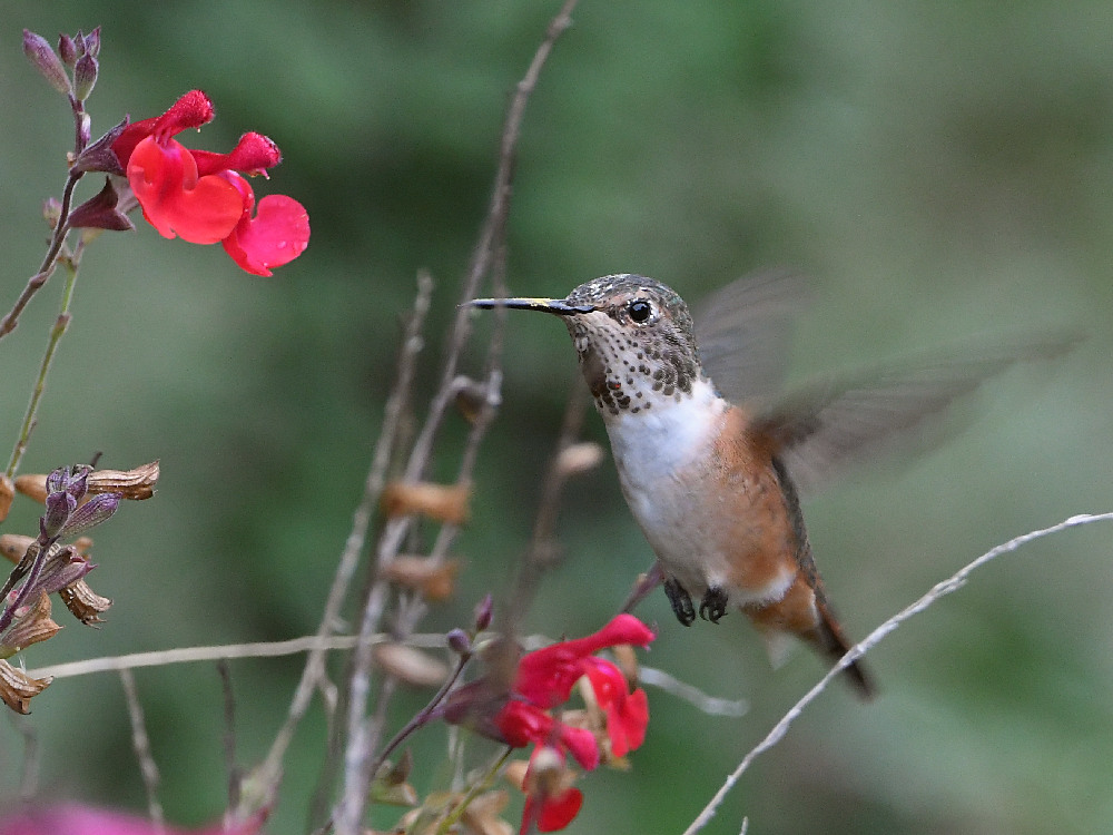 Hummer.jpg