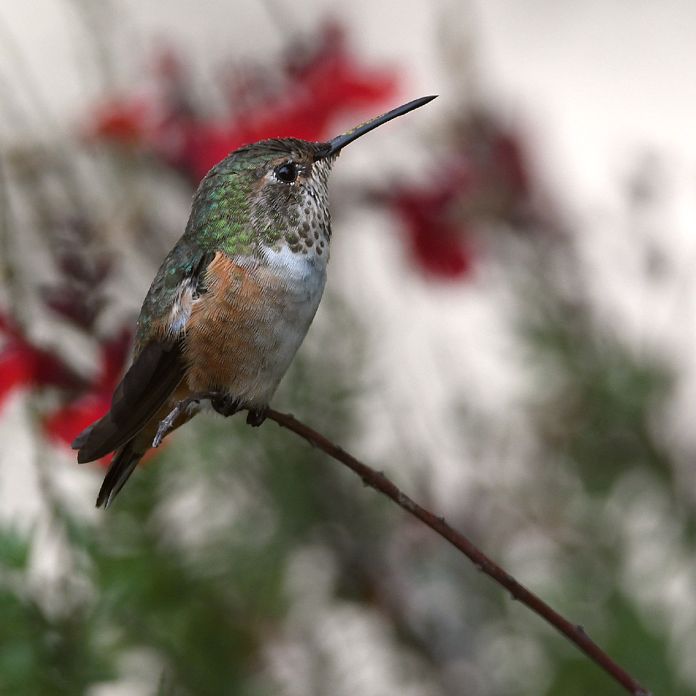 Hummer.jpg