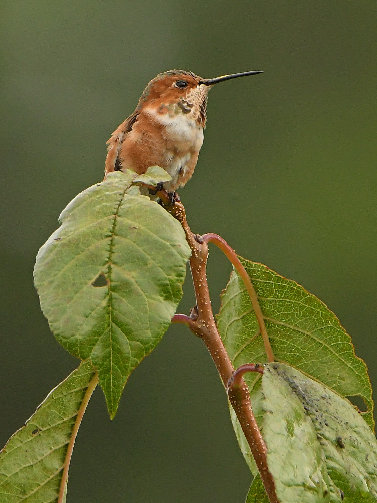 Hummer.jpg