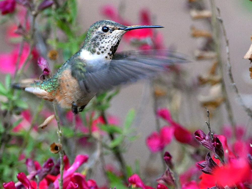 Hummer.jpg