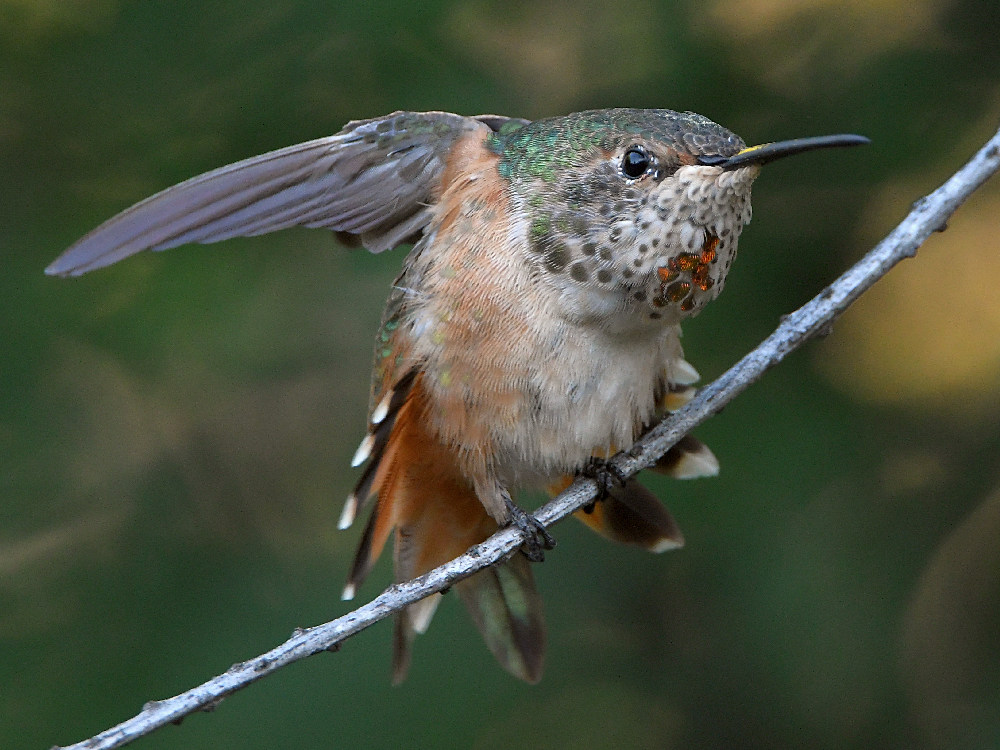 Hummer.jpg