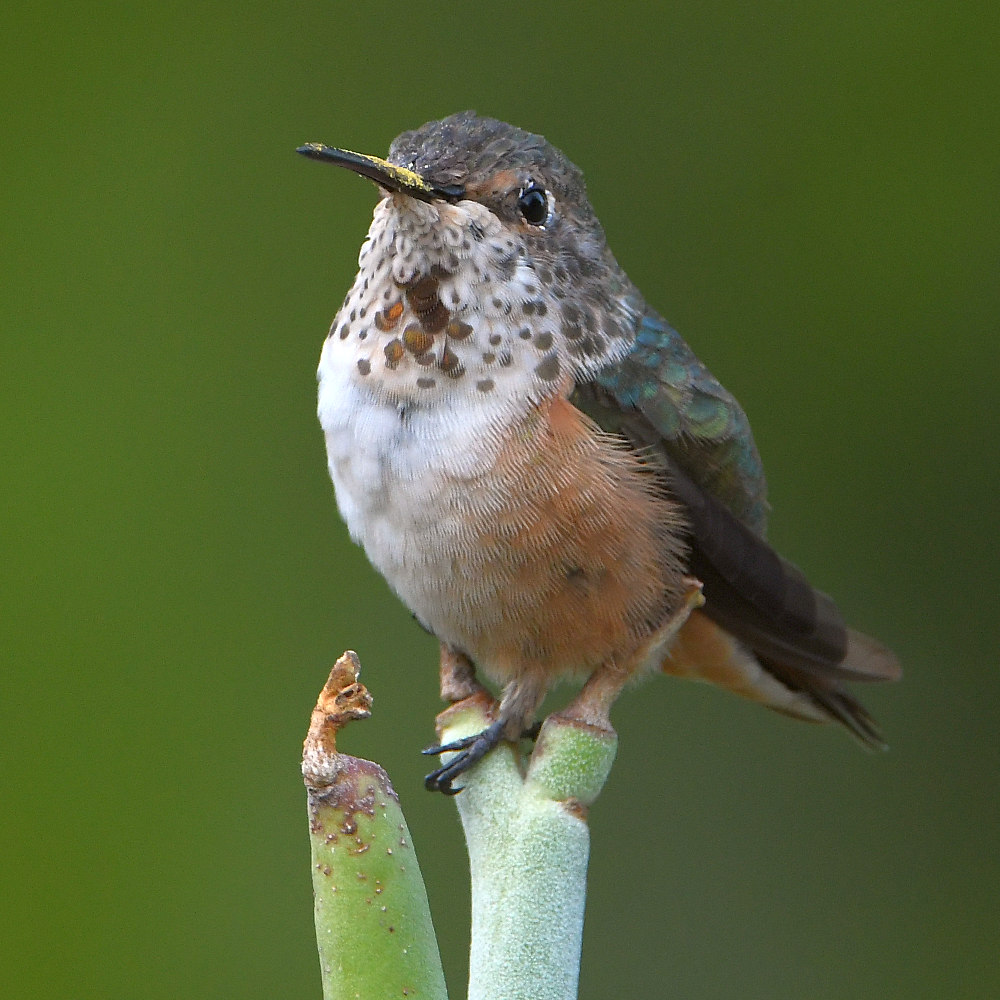 Hummer.jpg