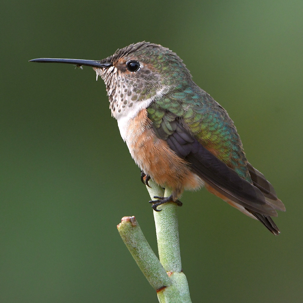 Hummer.jpg
