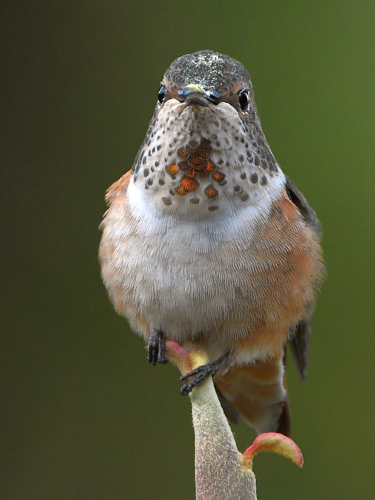 Hummer.jpg