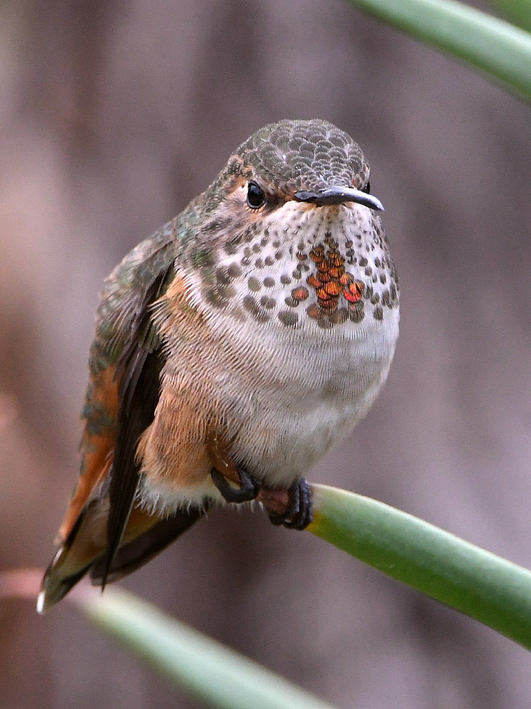Hummer.jpg