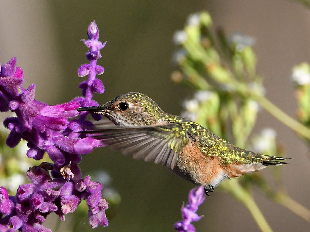 Hummer.jpg