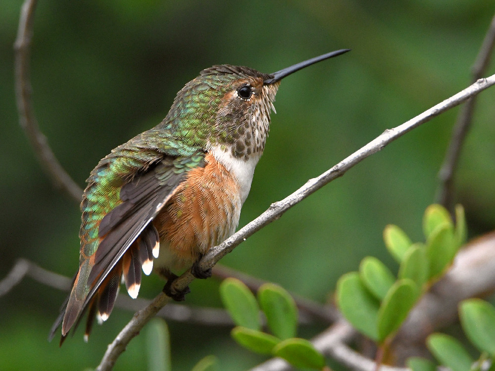 Hummer.jpg