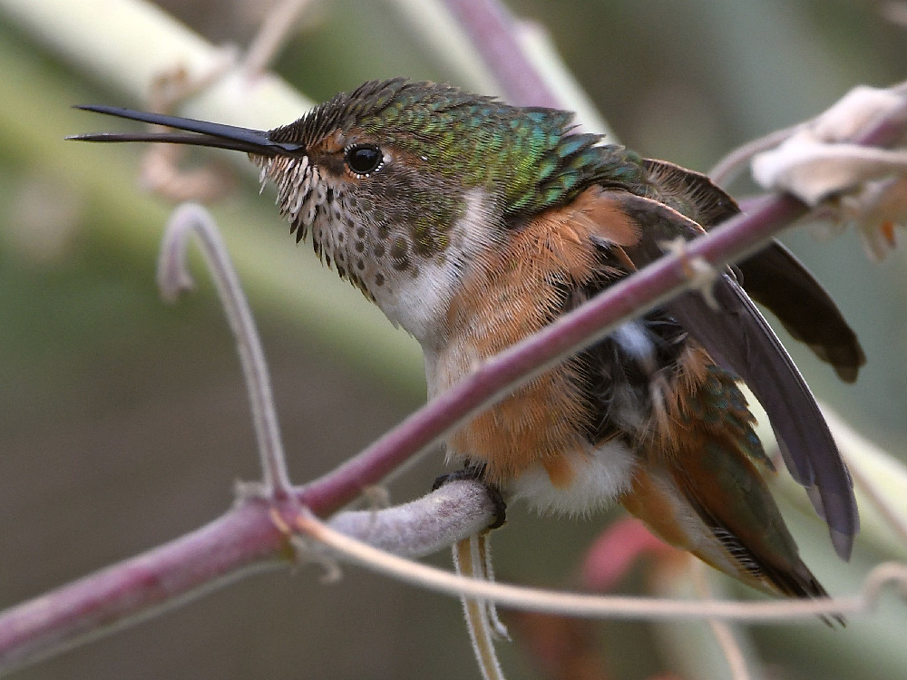 Hummer.jpg