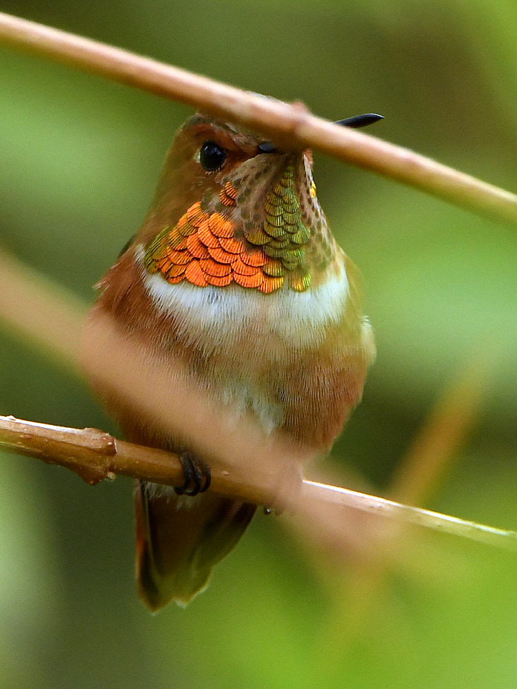 Hummer.jpg
