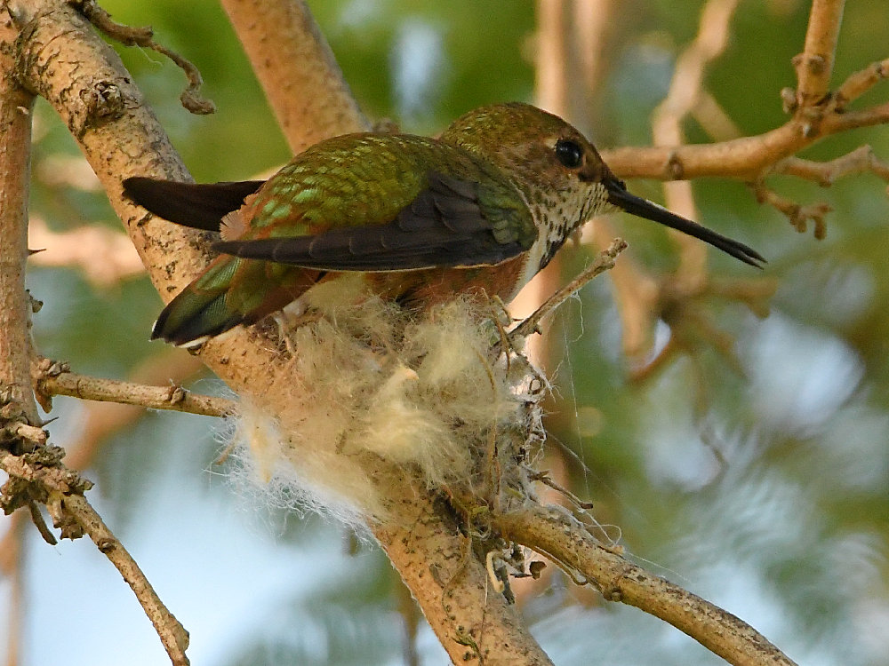 Hummer.jpg