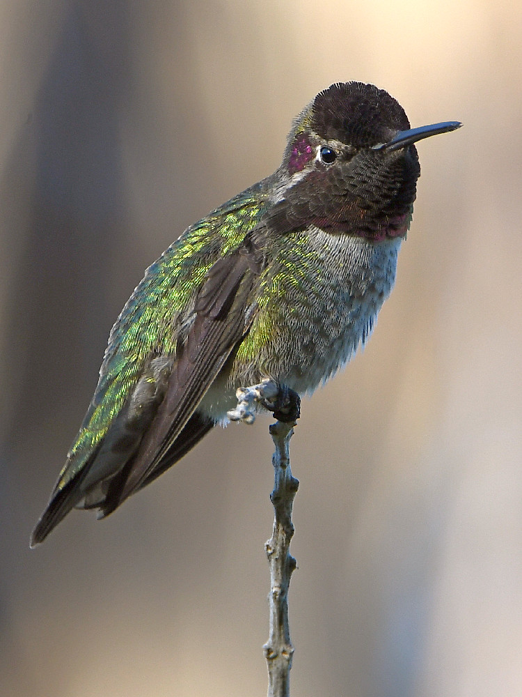 Hummer.jpg