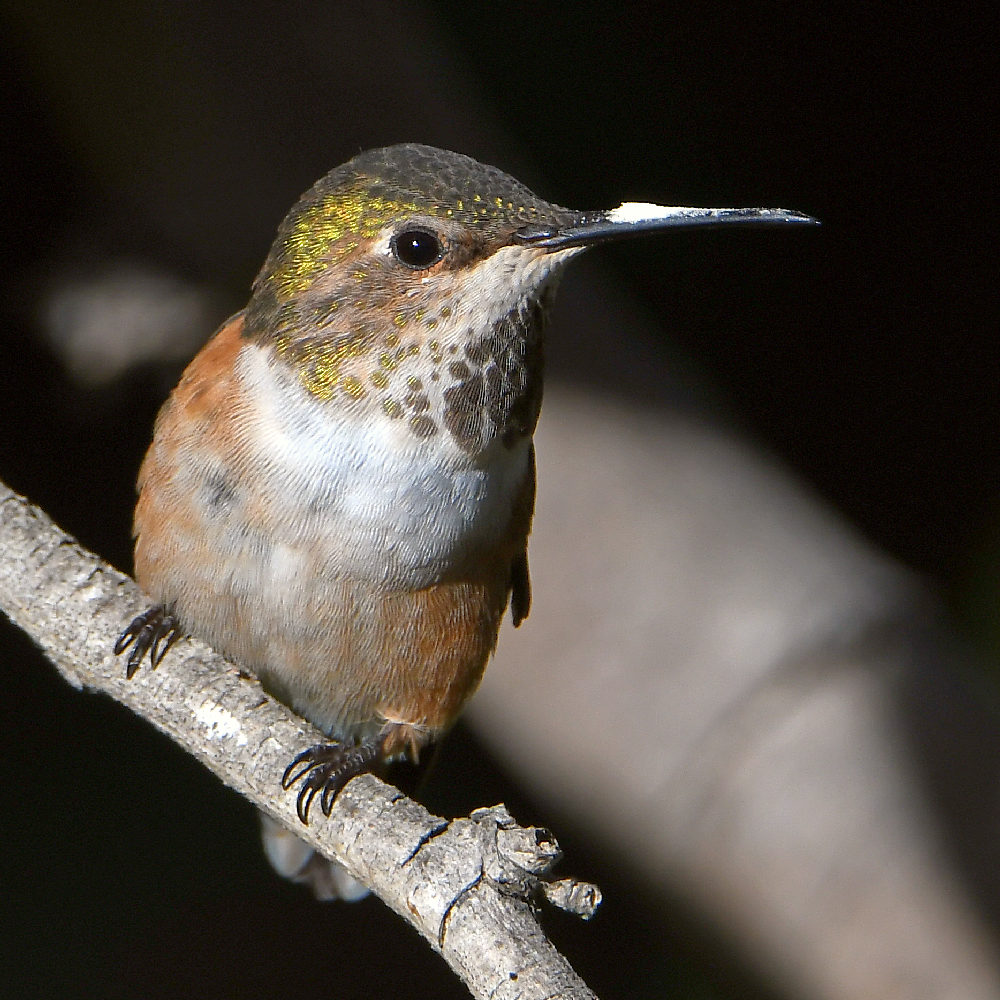 Hummer.jpg