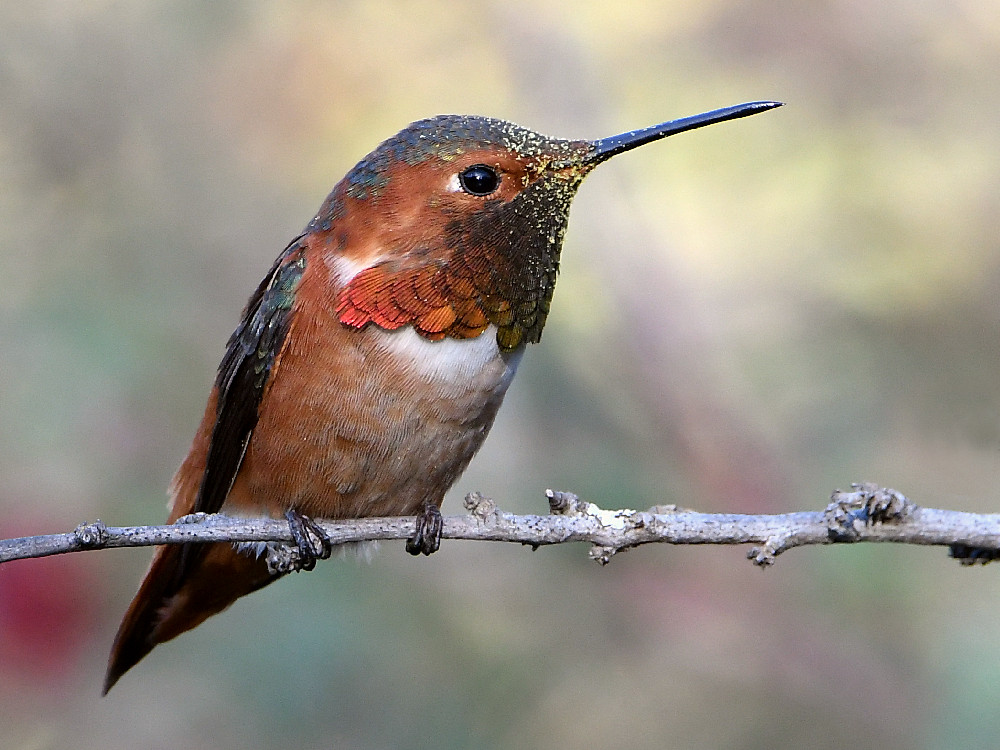Hummer.jpg