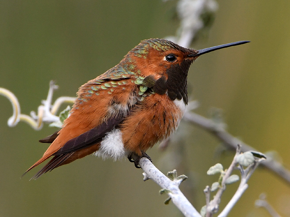 Hummer.jpg