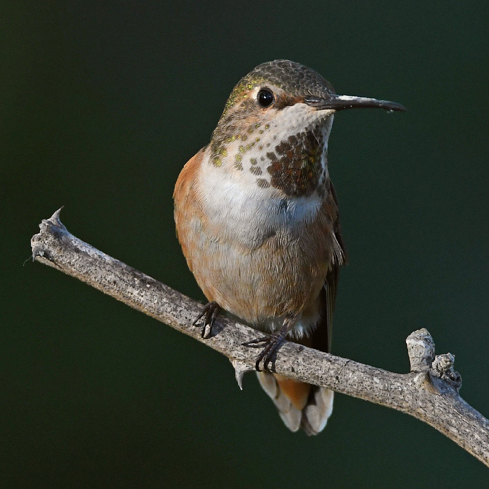 Hummer.jpg