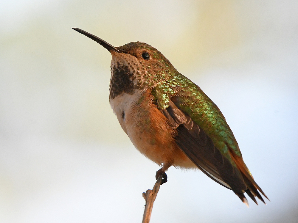 Hummer.jpg