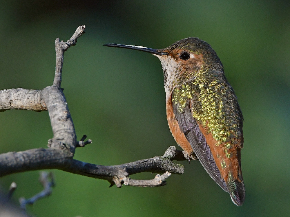 Hummer.jpg