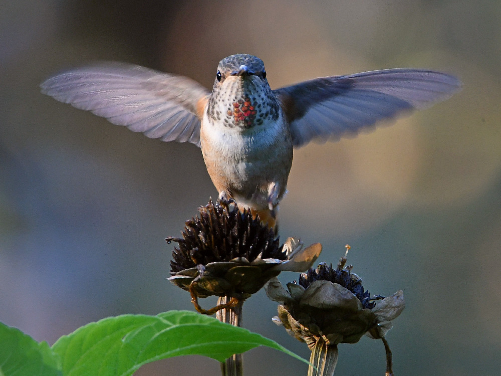 Hummer.jpg