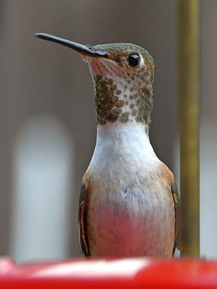 Hummer.jpg