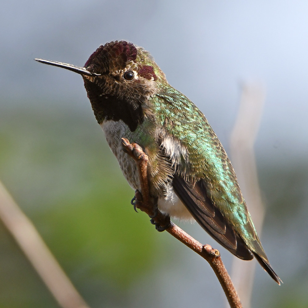 Hummer.jpg