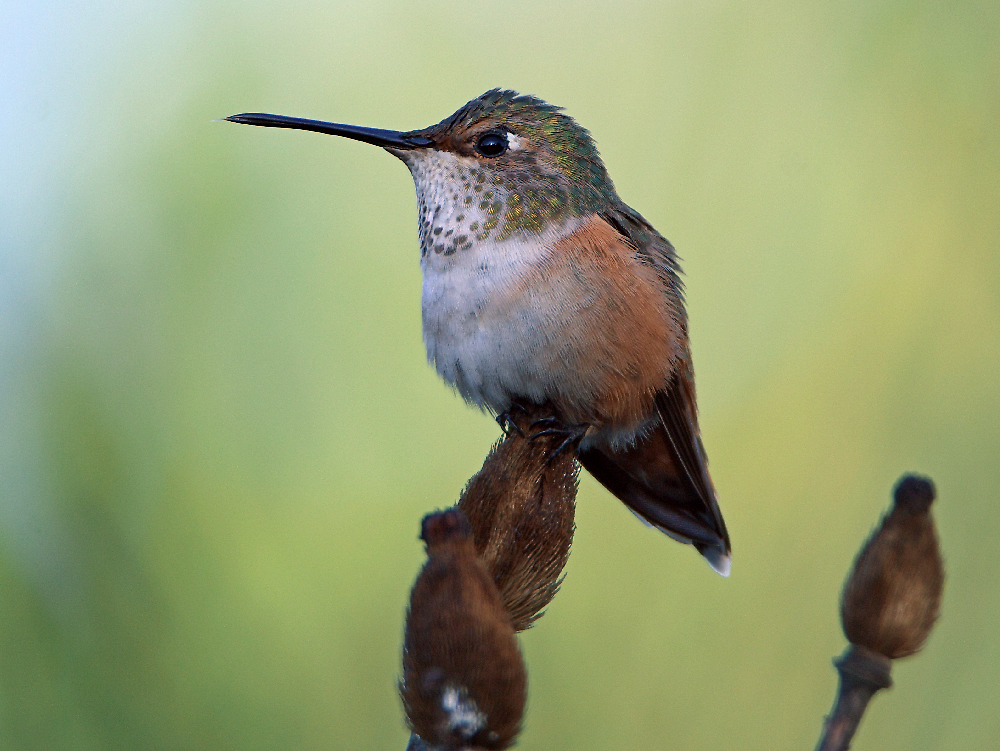 Hummer.jpg