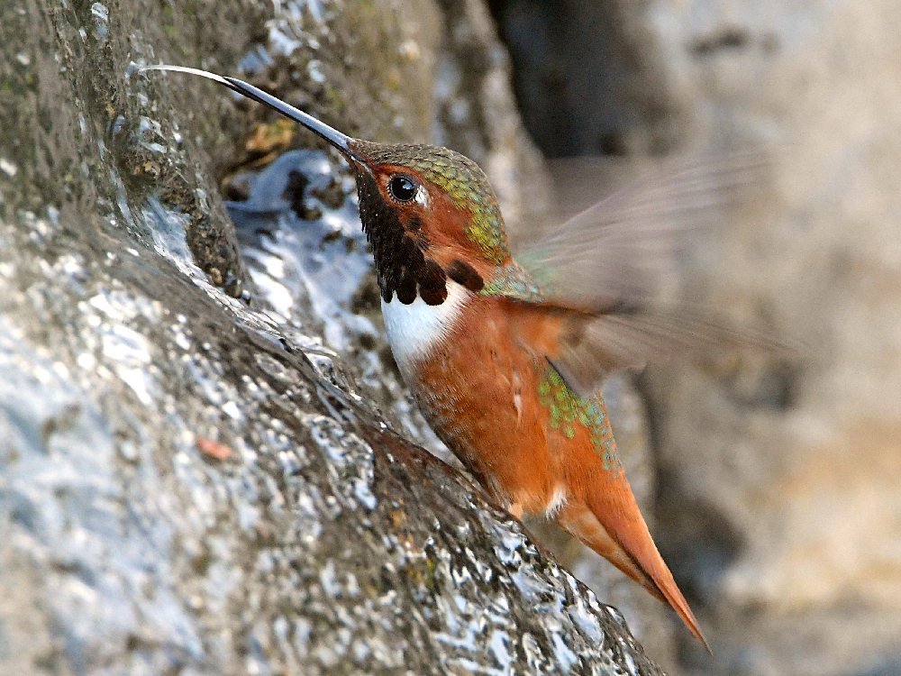 Hummer.jpg