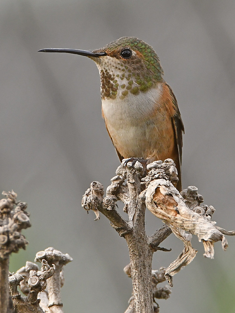 Hummer.jpg