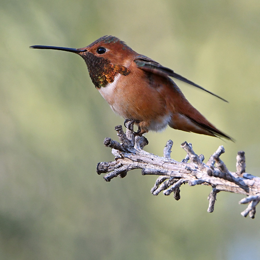 Hummer.jpg