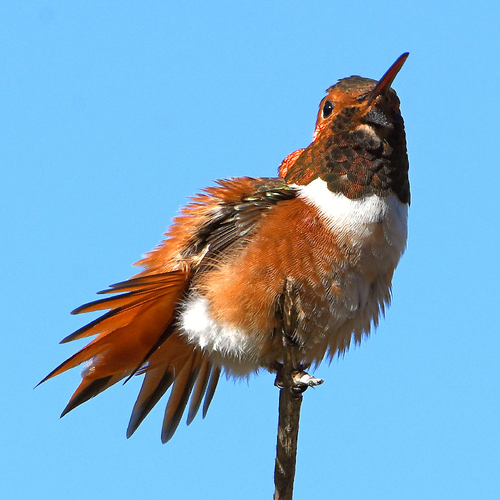 Hummer.jpg