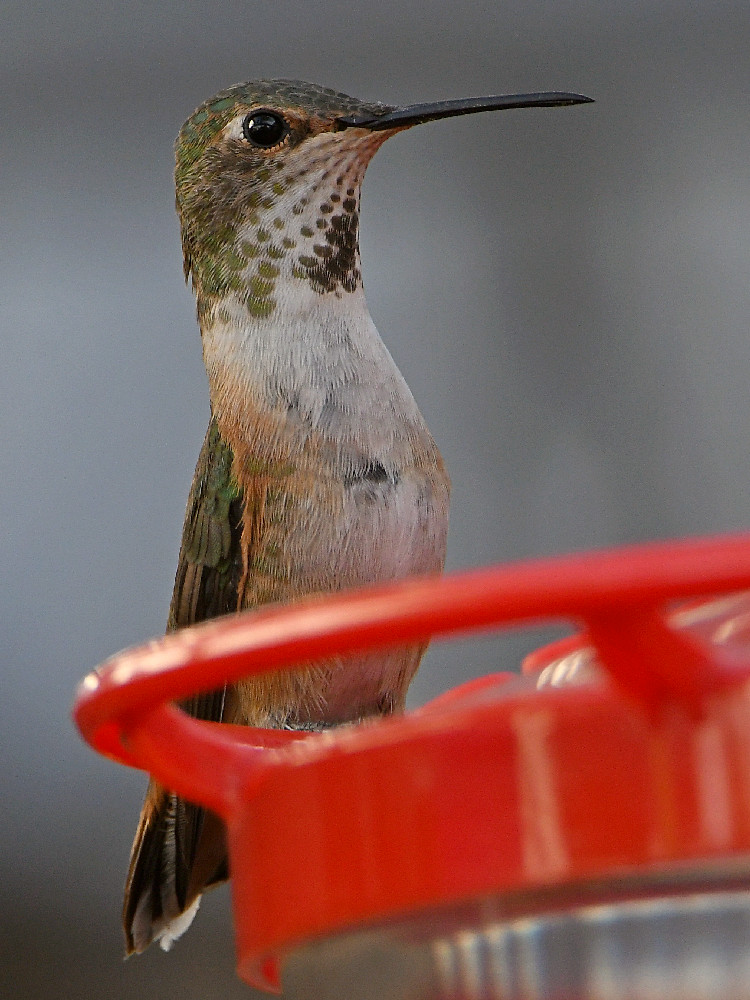 Hummer.jpg