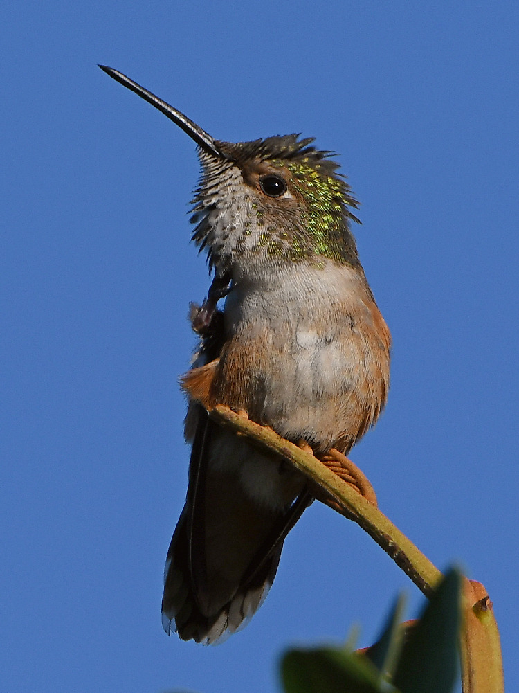 Hummer.jpg