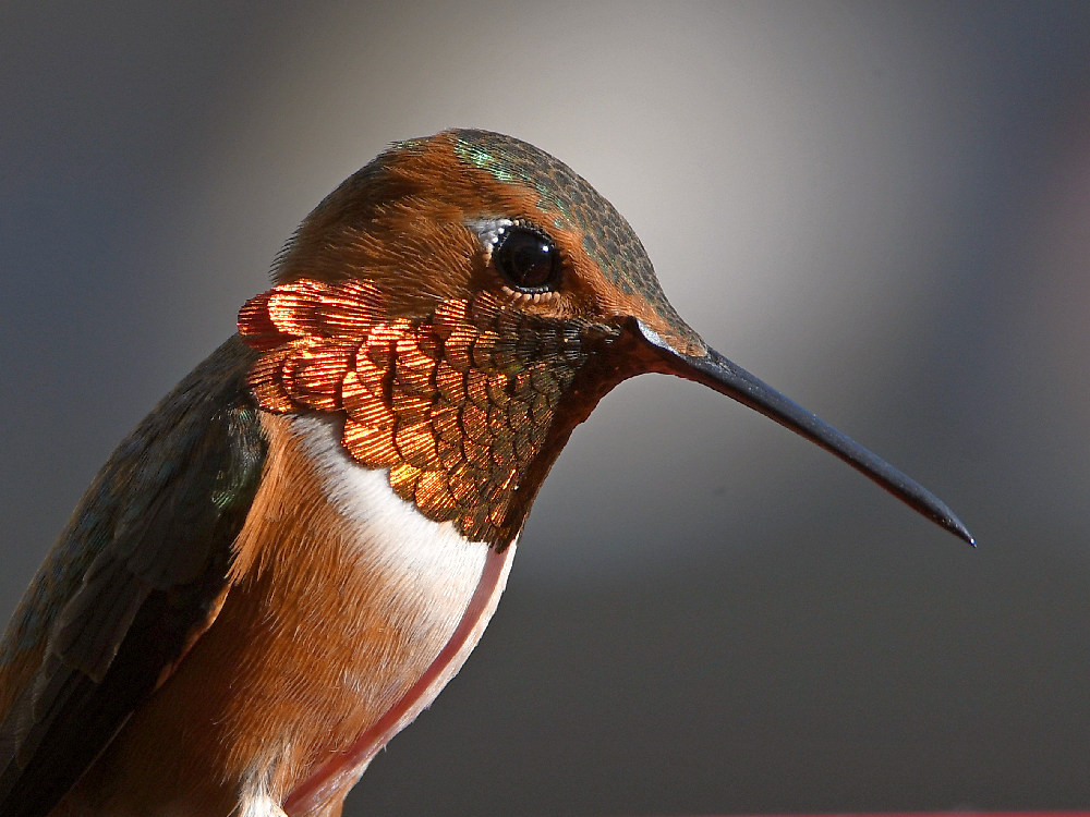 Hummer.jpg