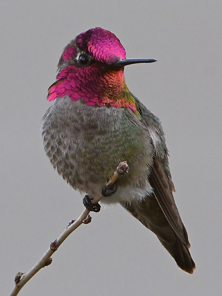 Hummer.jpg