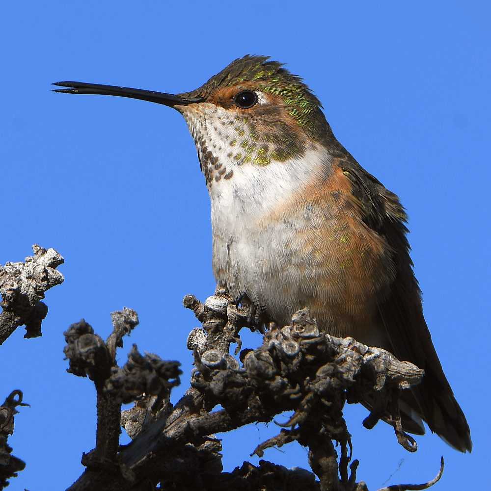 Hummer.jpg