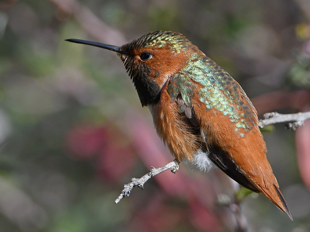Hummer.jpg