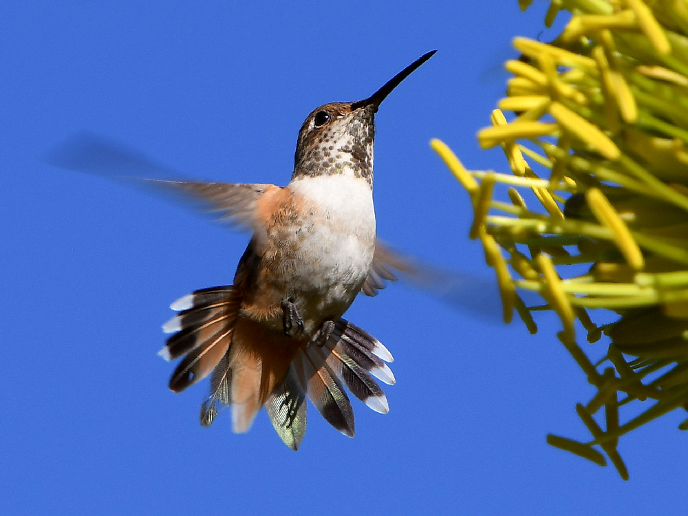 Hummer.jpg