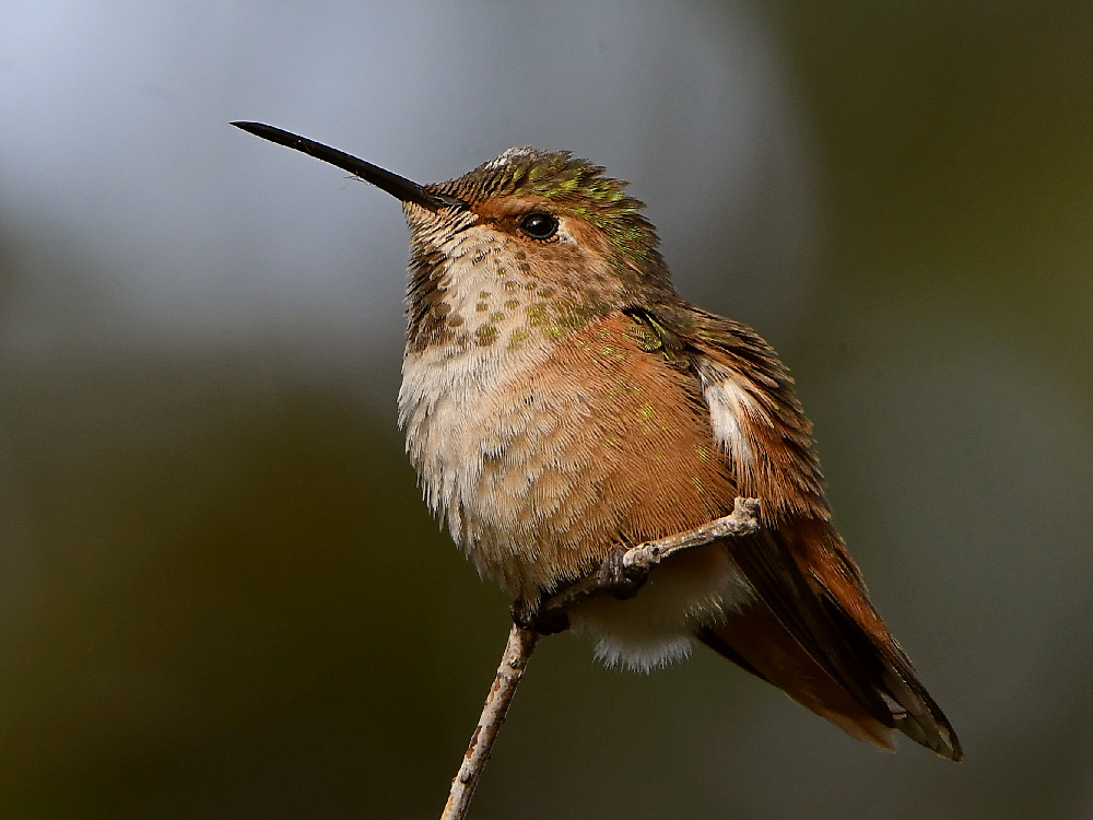 Hummer.jpg