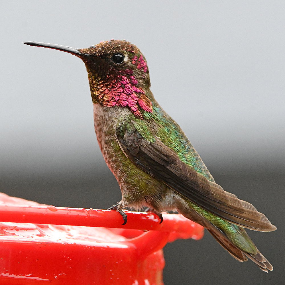 Hummer.jpg
