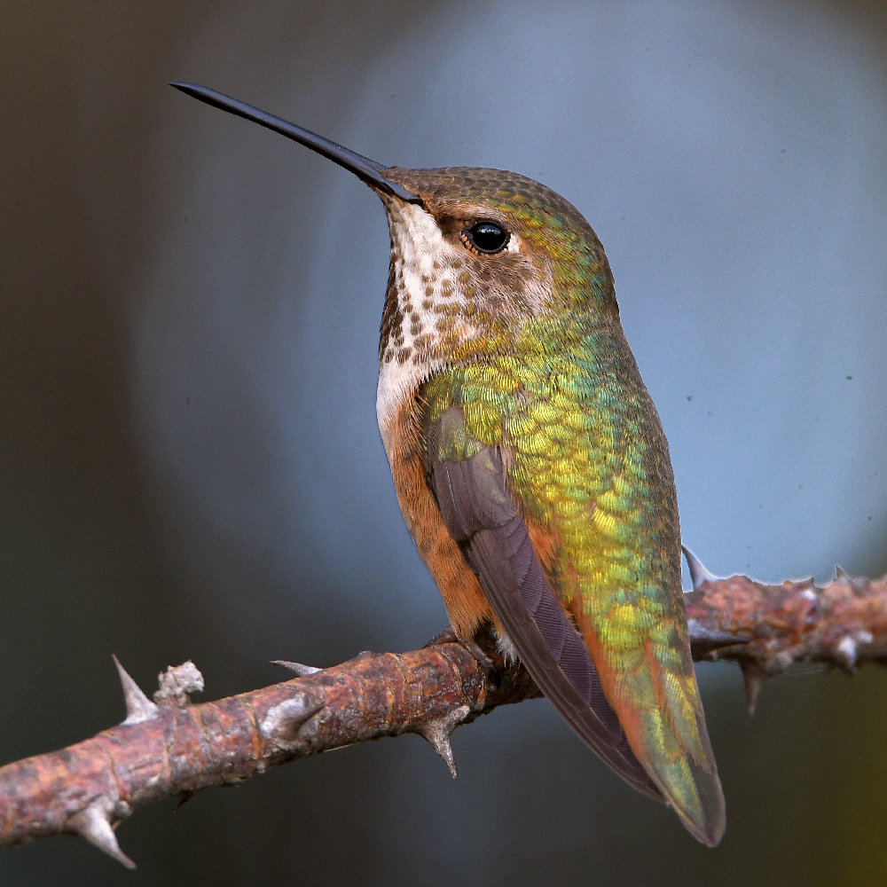 Hummer.jpg