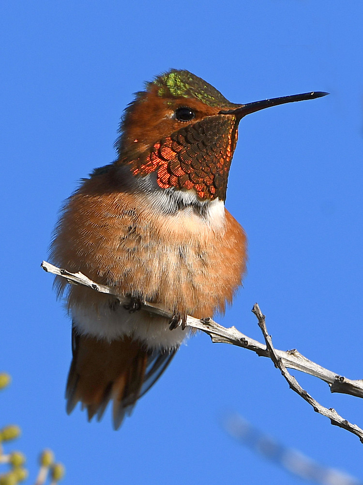 Hummer.jpg