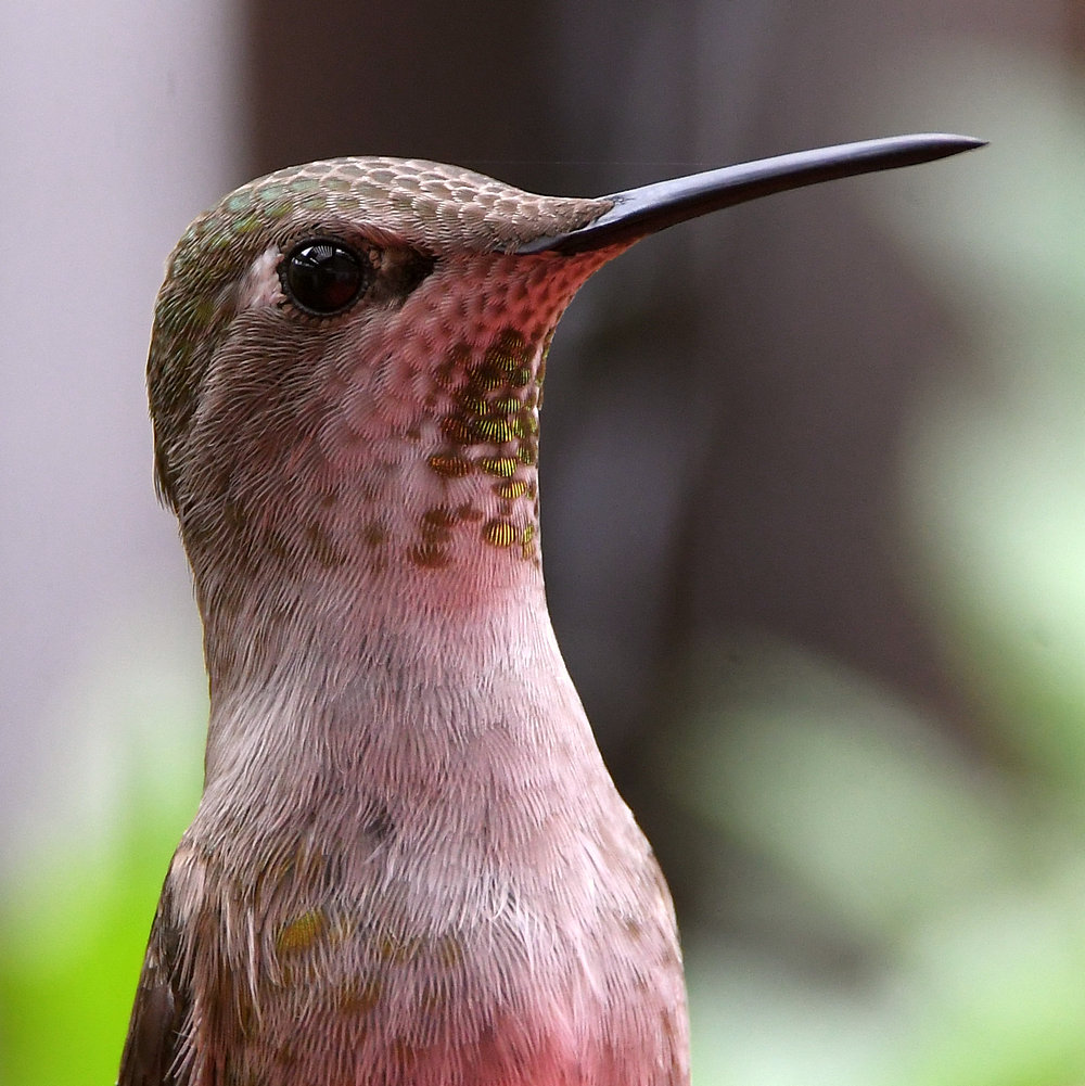 Hummer.jpg