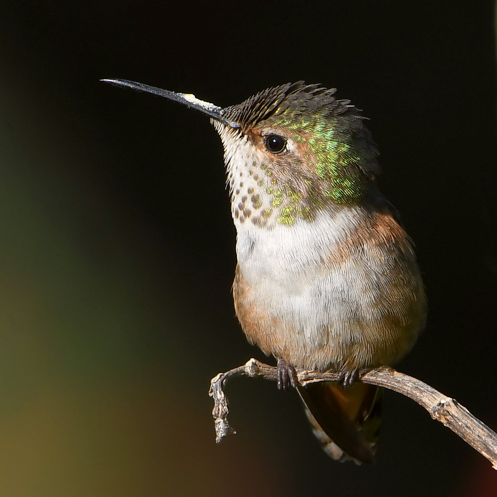 Hummer.jpg