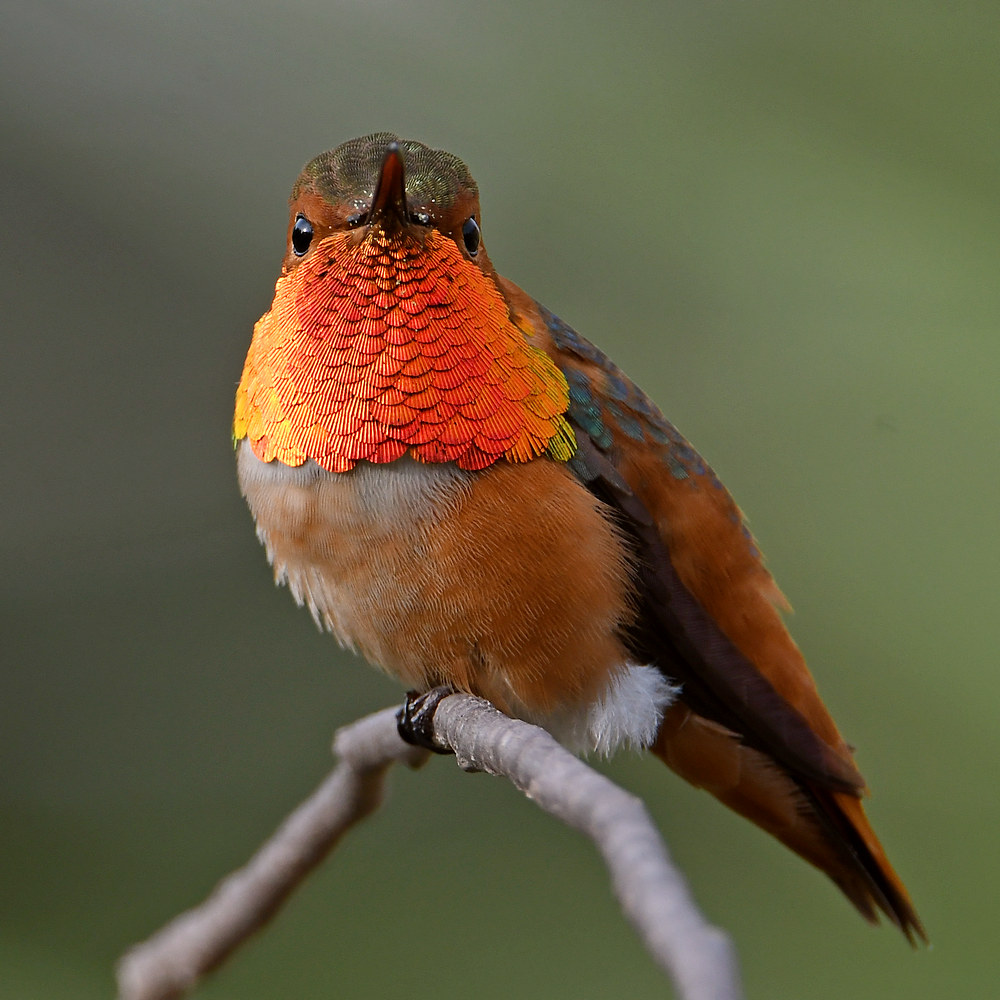 Hummer.jpg