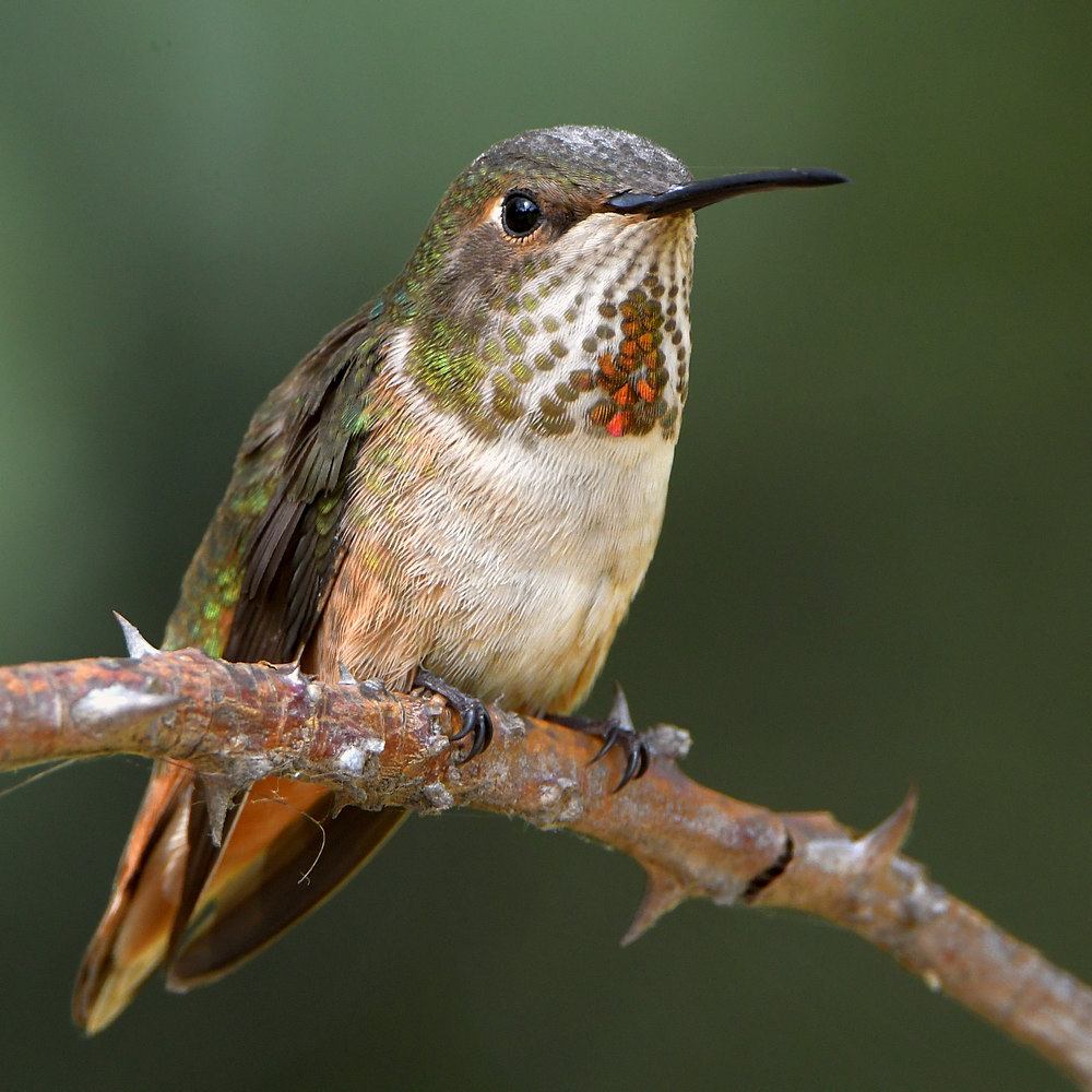 Hummer.jpg