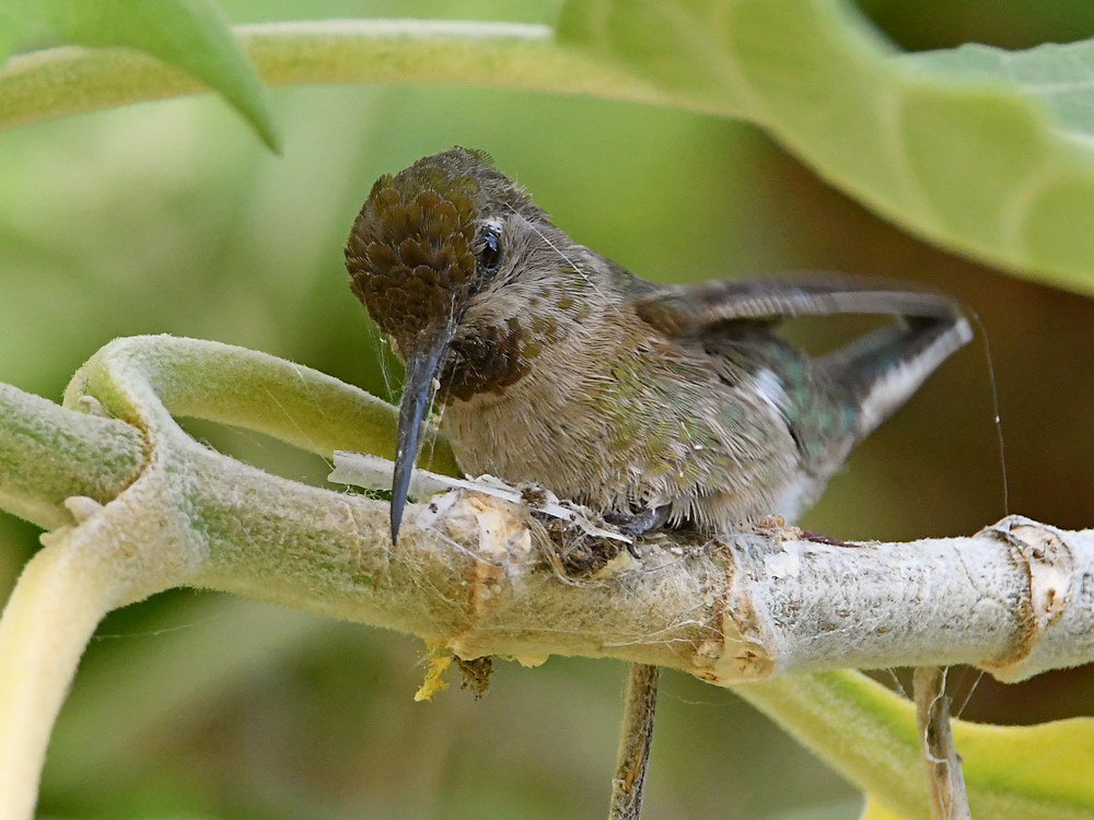 Hummer.jpg