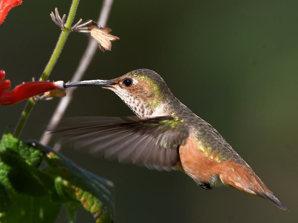 Hummer.jpg