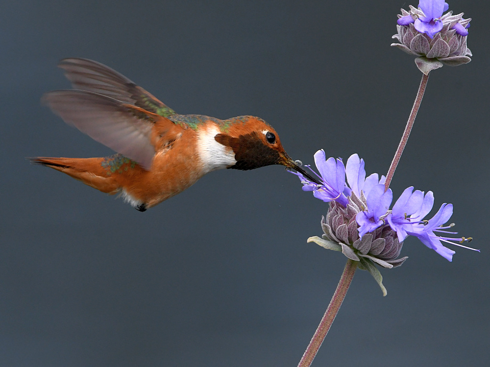 Hummer.jpg