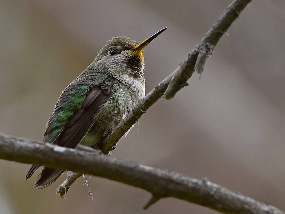 Hummer.jpg