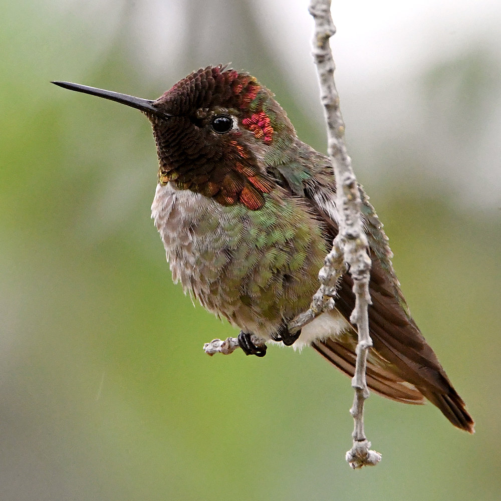 Hummer.jpg