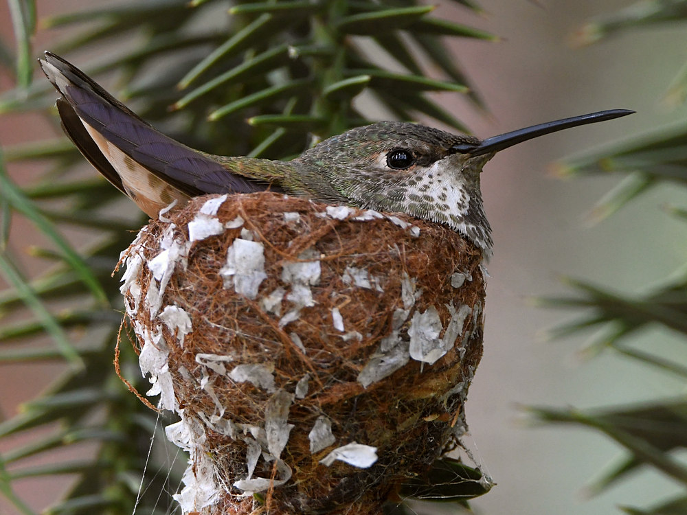 Hummer.jpg